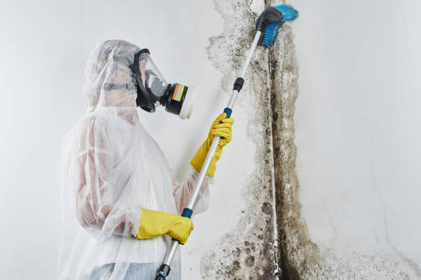 Best Black Mold Removal  in Nutter Fort, WV