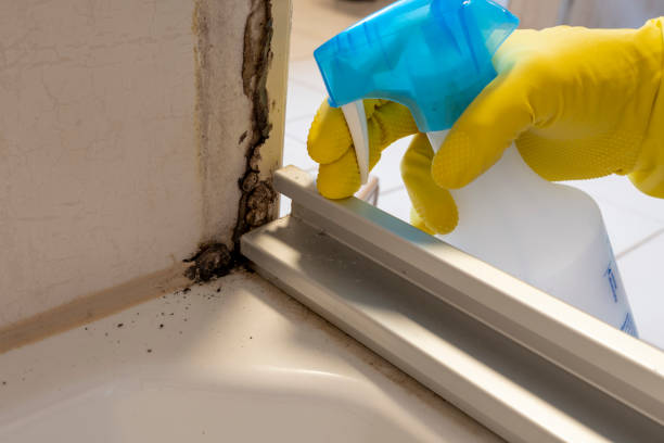 Best Mold Remediation Experts  in Nutter Fort, WV