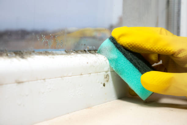 Best Certified Mold Removal  in Nutter Fort, WV