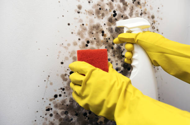 Best Mold Testing and Removal  in Nutter Fort, WV