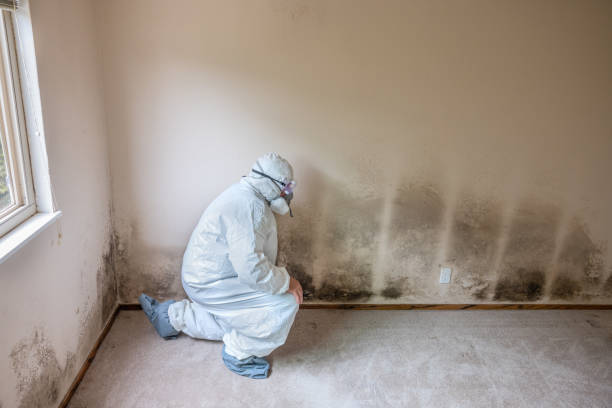 Best Commercial Mold Removal  in Nutter Fort, WV