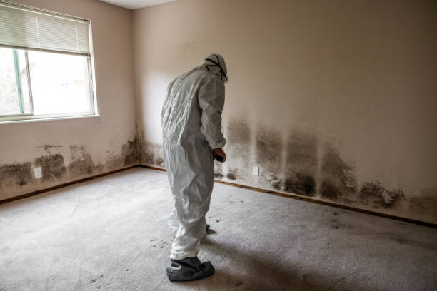 Professional Mold Removal in Nutter Fort, WV