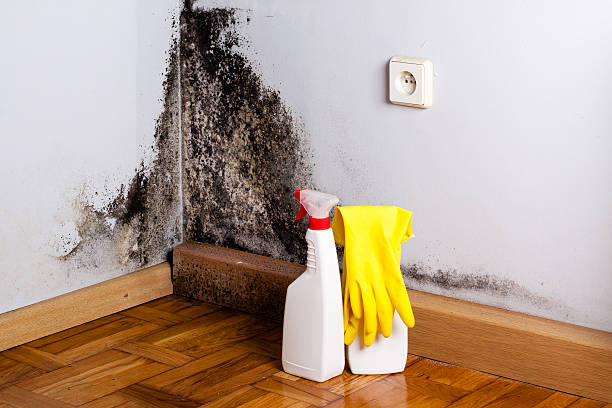 Best Mold Cleaning Services  in Nutter Fort, WV