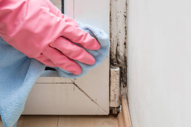 Best Affordable Mold Removal  in Nutter Fort, WV