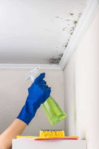 Office Mold Removal Services in Nutter Fort, WV